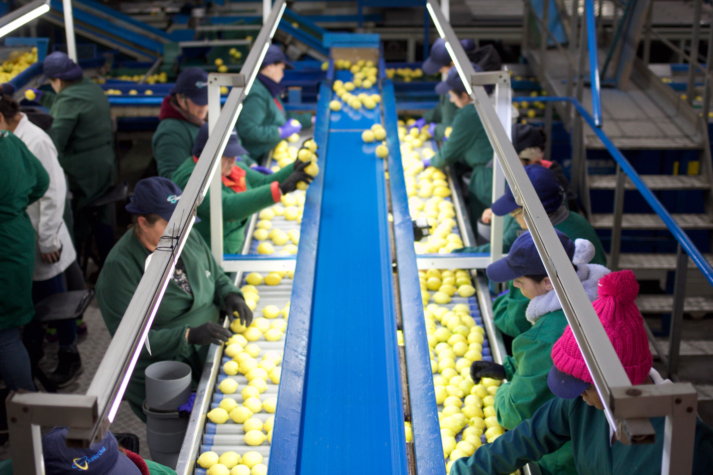Sostenibilidad: el elemento diferenciador para potenciar la fruta chilena